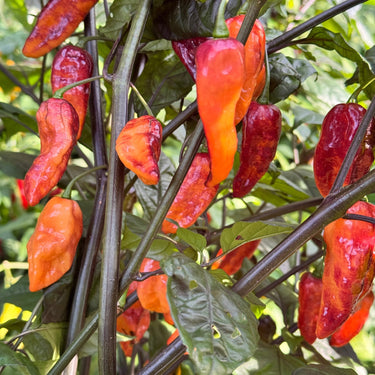 Black Bastard Peach - Seeds - The Pepper Pantry (Formerly Marie Sharp's)